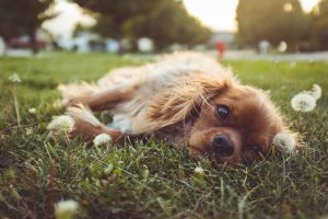 Evcil Hayvanlar İle ilgili Yasal Mevzuat