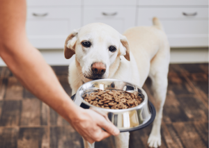 Evcil Hayvanların Sağlıklı Beslenmesi