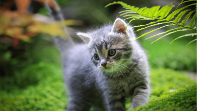 Kedi İle İyi Anlaşan Hayvanlar Hangileridir?