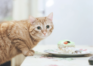Kediler İçin Tehlikeli Olan Gıdalar Hangileridir?
