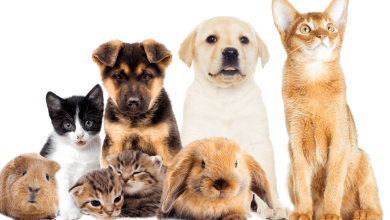 Popüler Evcil Hayvan Irklarının Özellikleri ve Bakımı